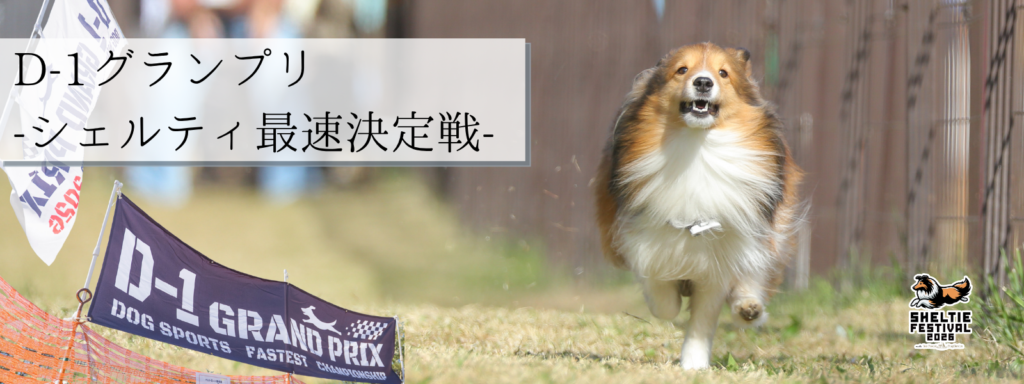 D-1グランプリ -シェルティ最速決定戦-