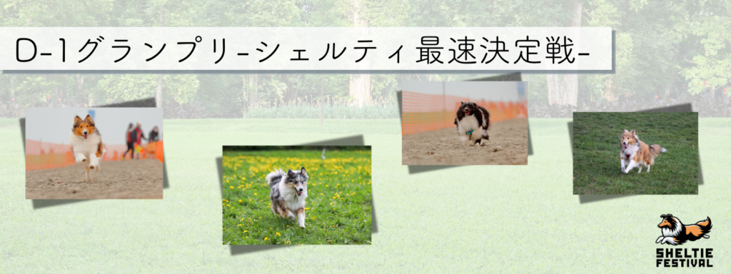 D-1グランプリ -シェルティ最速決定戦-