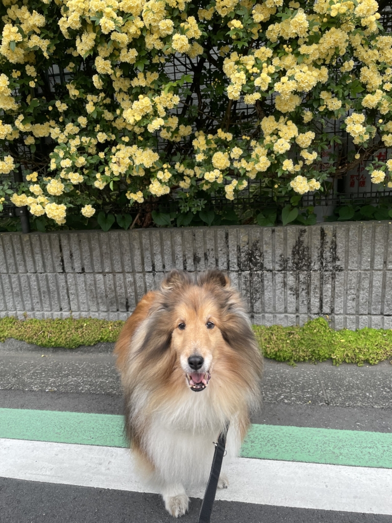 かえでくん