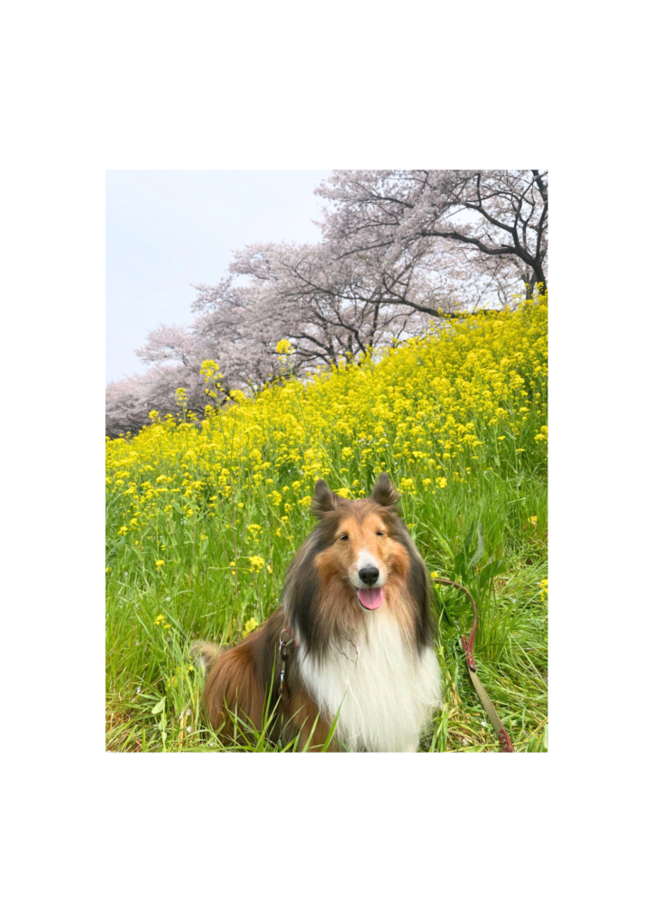 ヘクトー